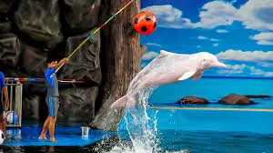 Visit Pattaya Dolphin World