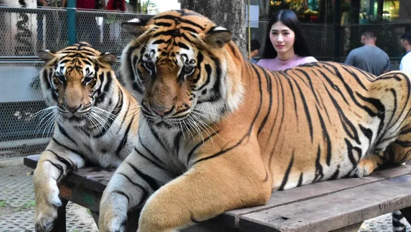 Tiger Park