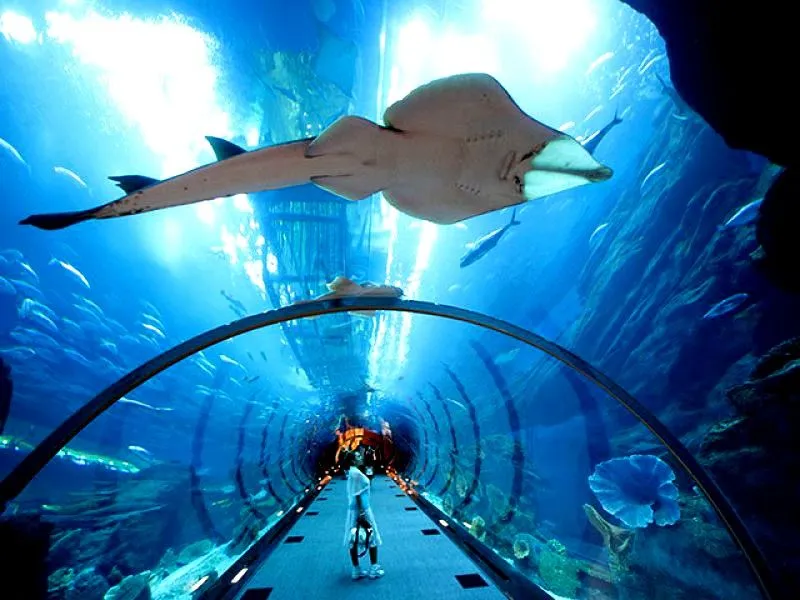 Indoor Aquarium Pattaya