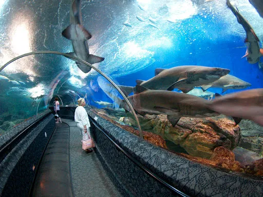 Best Underwater Tunnel Pattaya