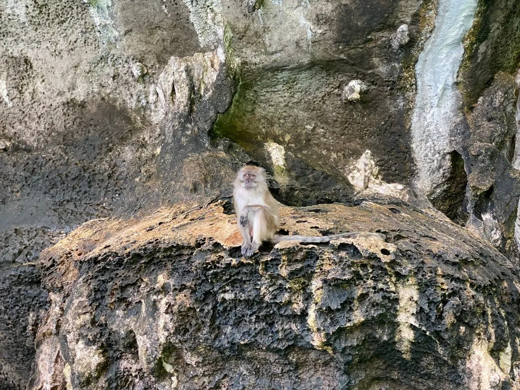 Monkey Beach Tour By Boat