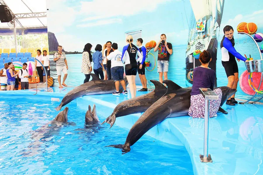 Thailand Dolphins Show