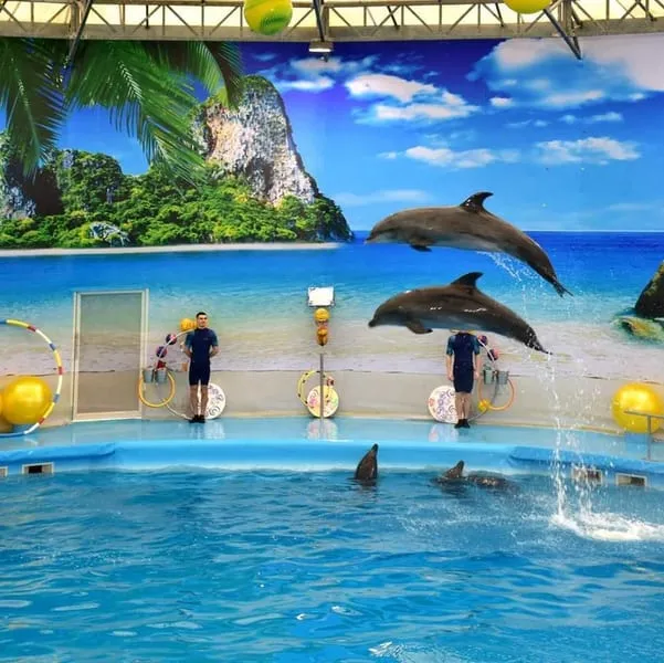 Dolphins Show In Phuket
