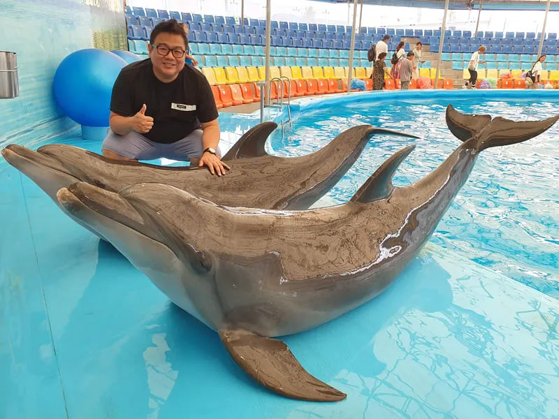 Phuket Dolphins Show