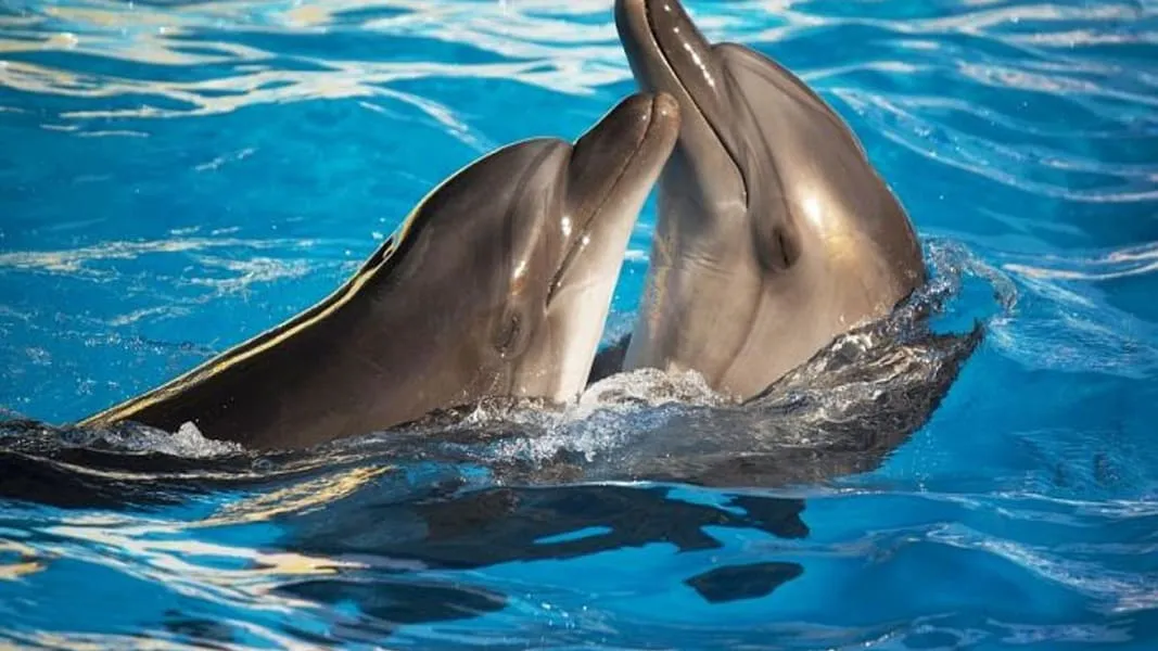 Dolphins Bay Phuket Tickets