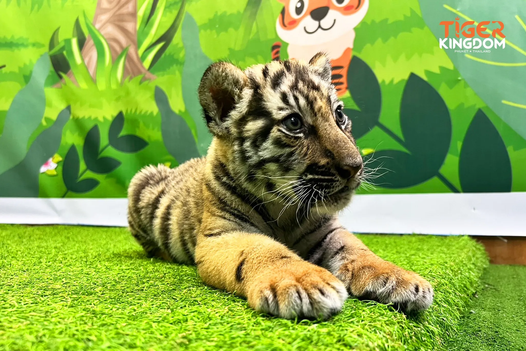 Phuket Tiger Kingdom