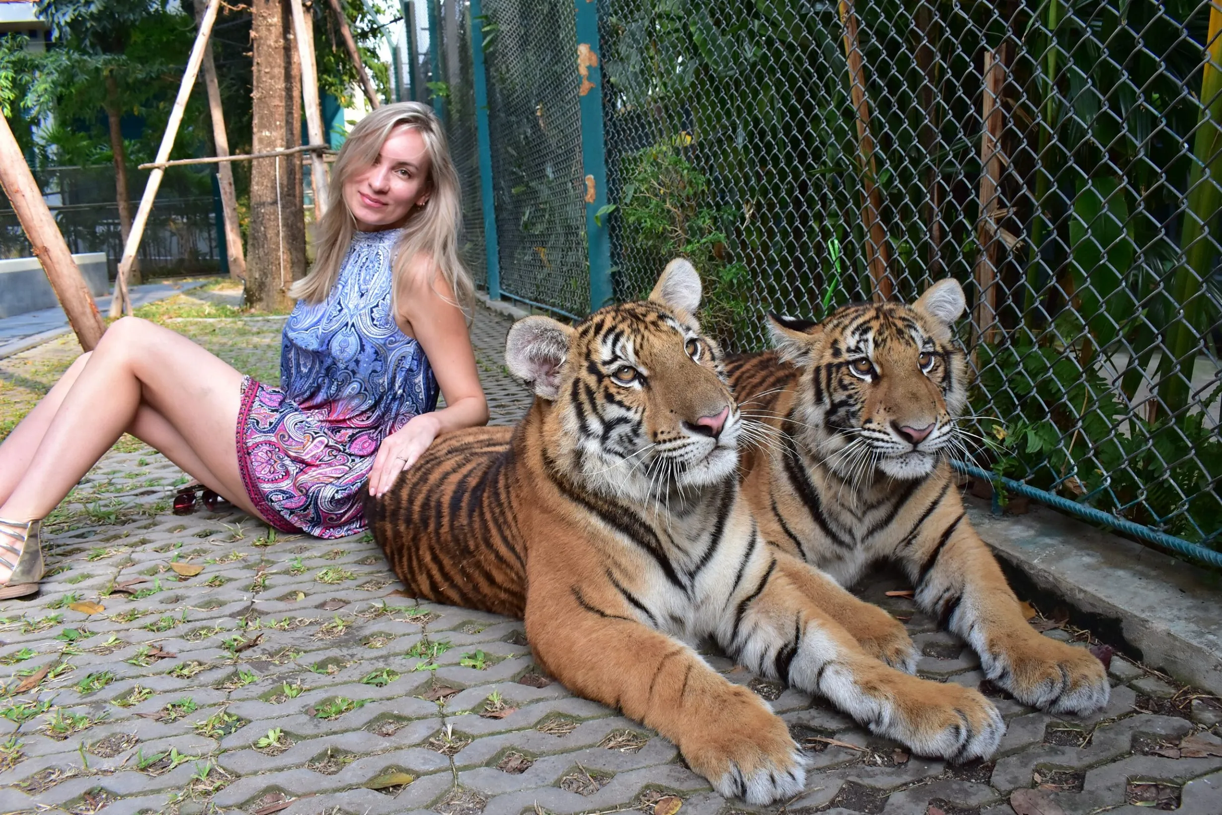 Tiger Park In Pattaya