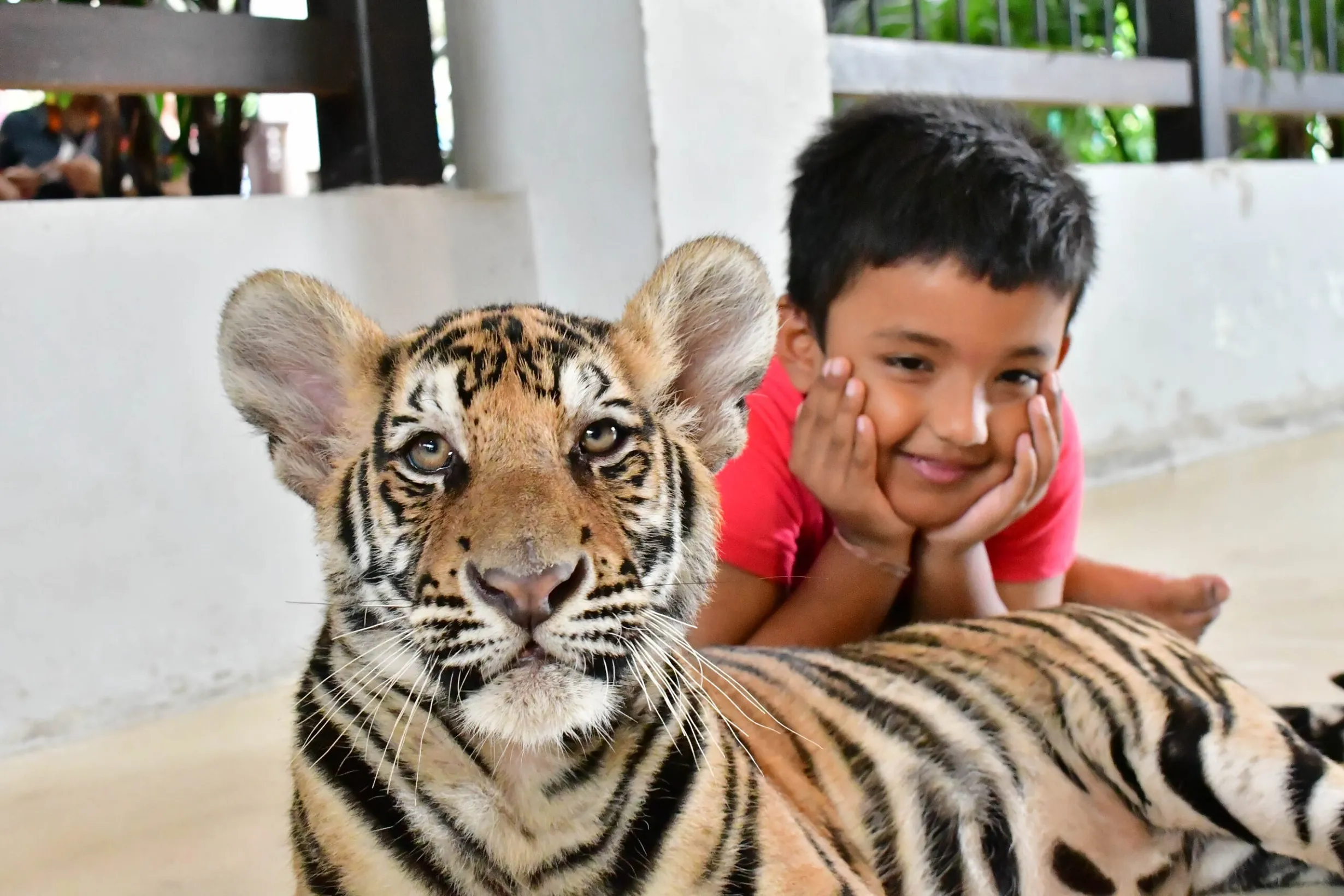 Myth vs. Reality: Debunking Common Myths About Tiger Kingdom