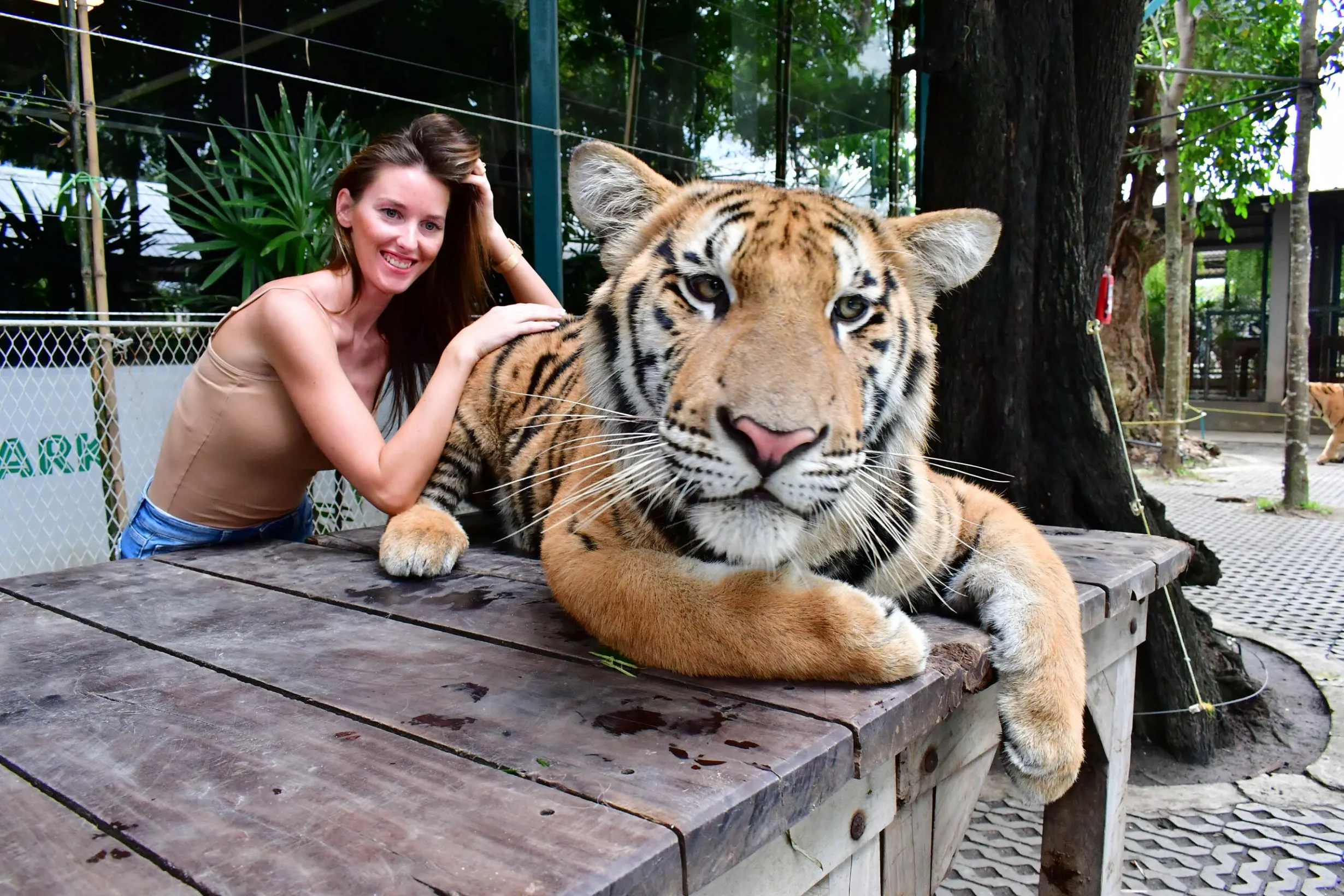 Pattaya Tiger Park Itinerary: Explore From Tickets to Best Time Visit