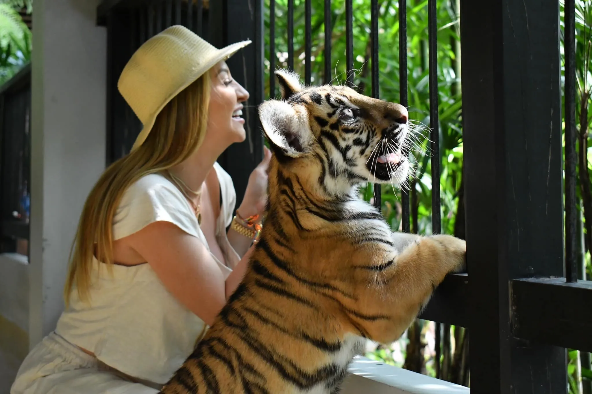 Tiger Park In Phuket