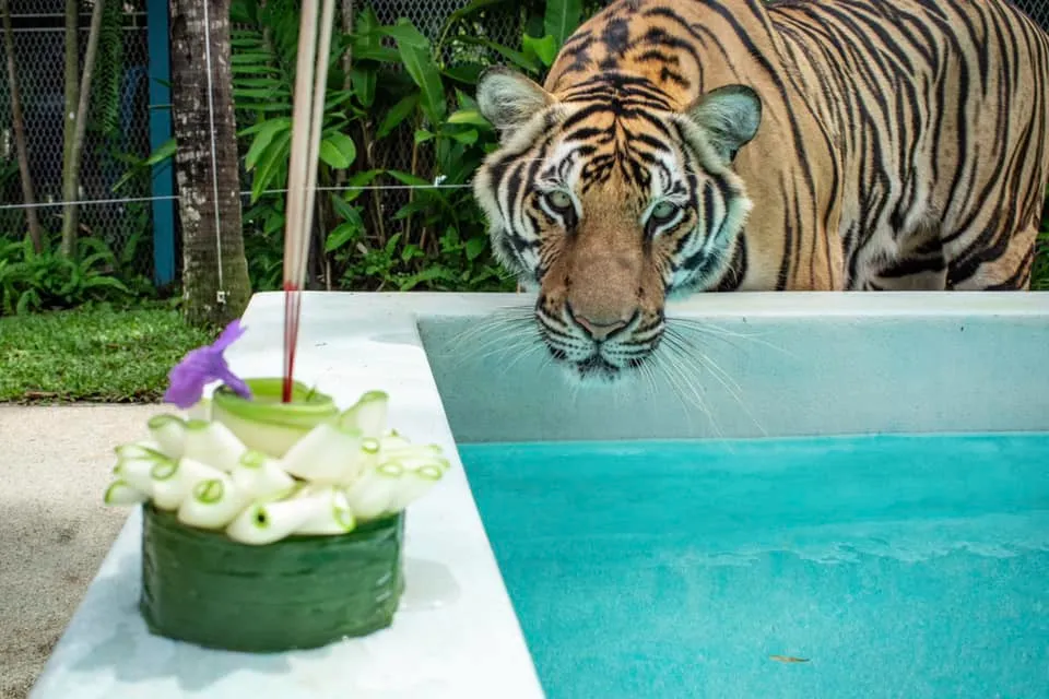 Big Cat Park In Phuket