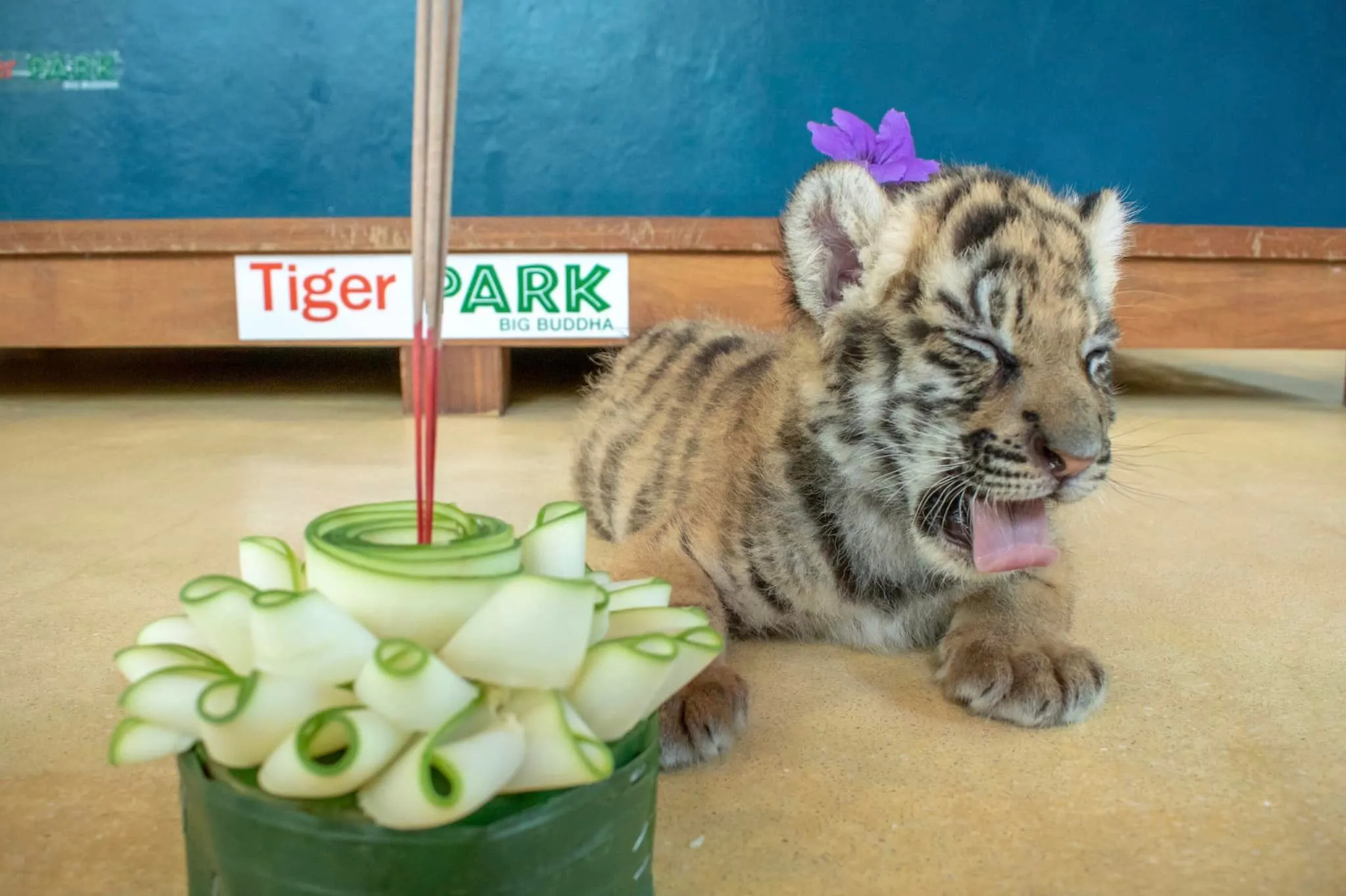 Big Cat Zoo Phuket