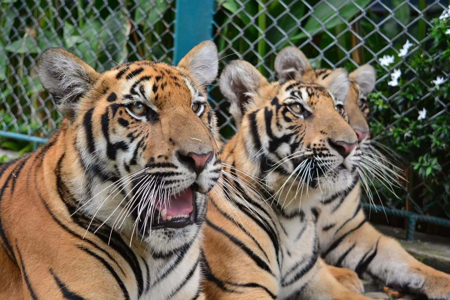 Tiger Park Thailand
