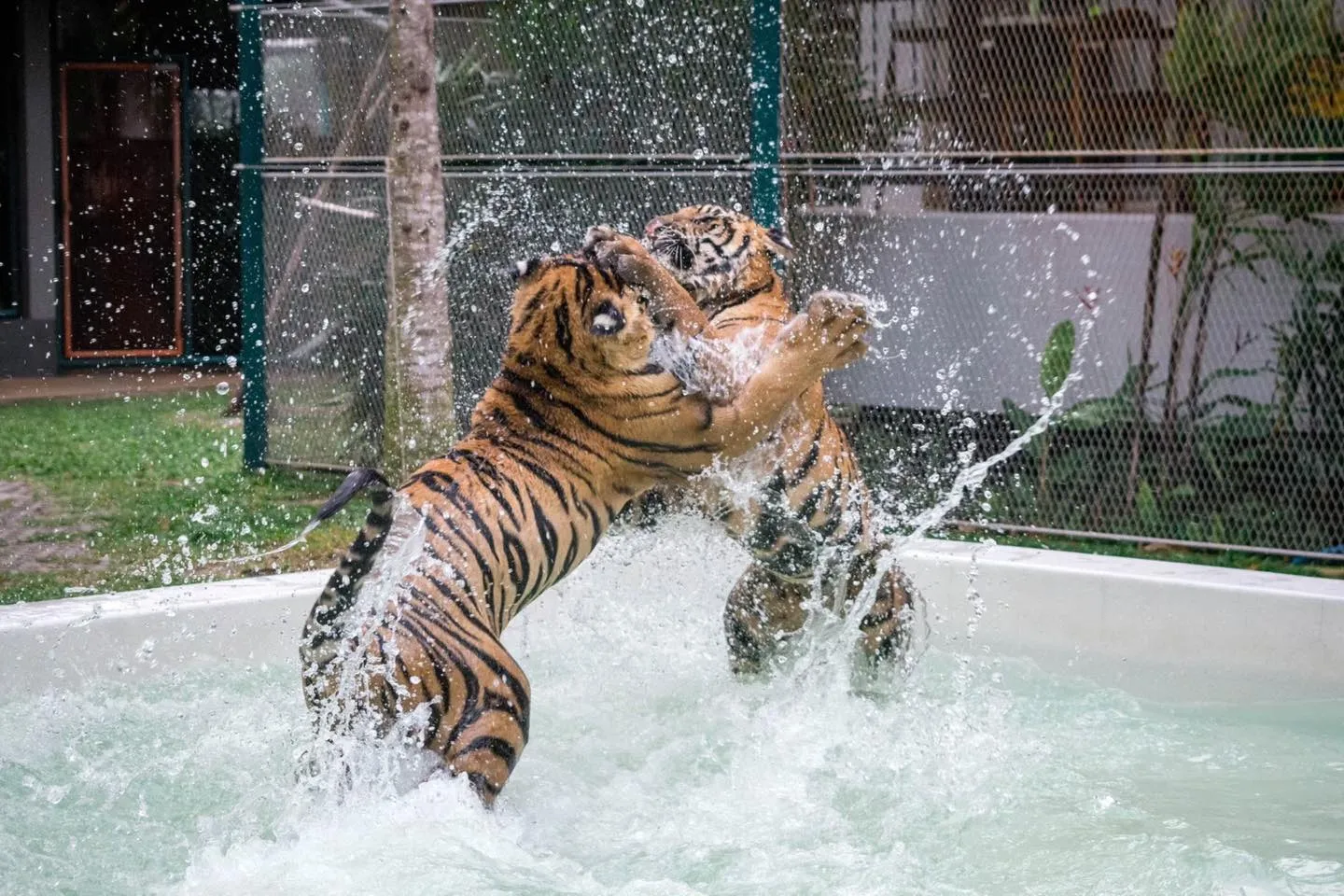 Big Tiger In Phuket