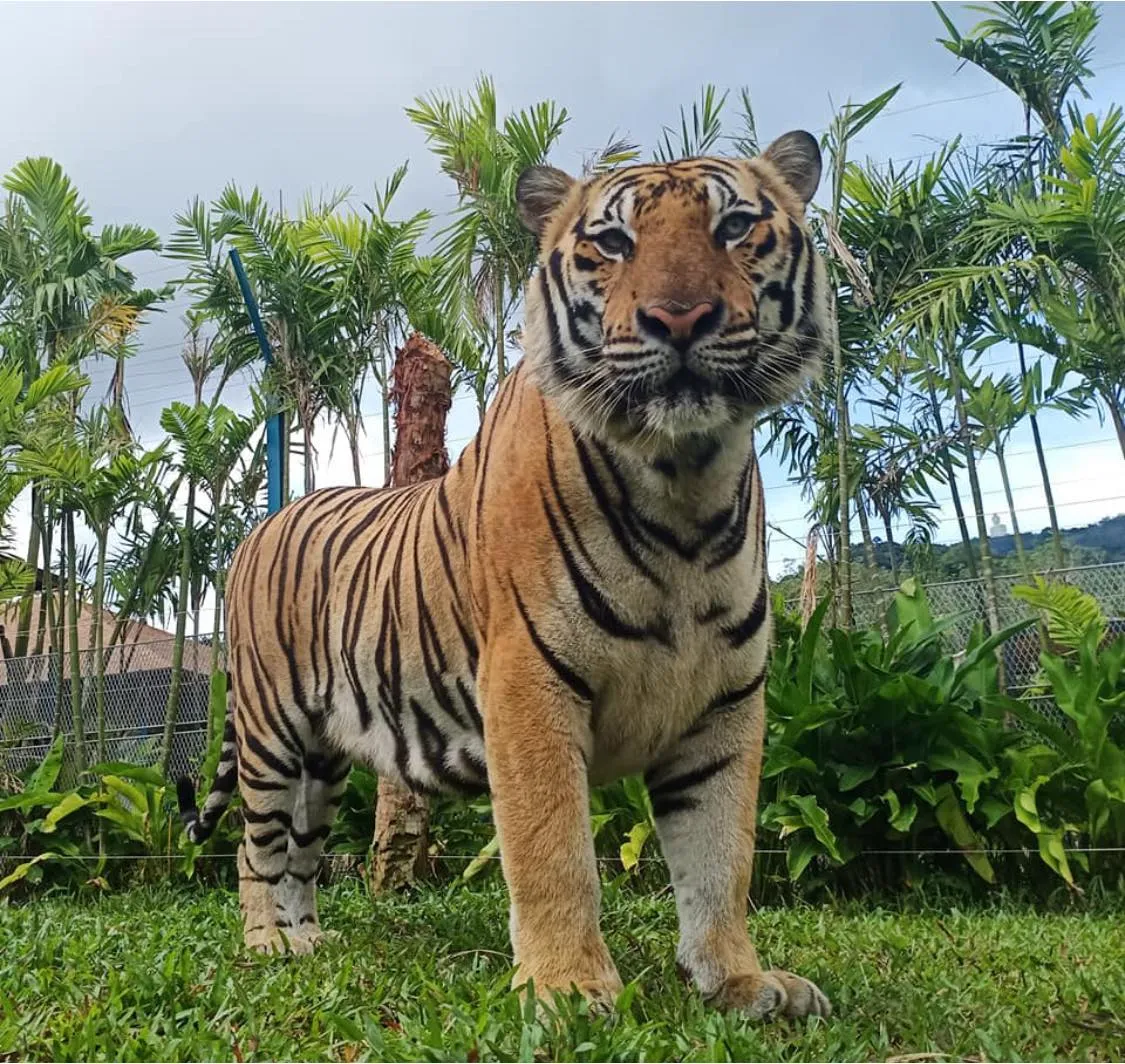 Phuket Best Big Cat Park