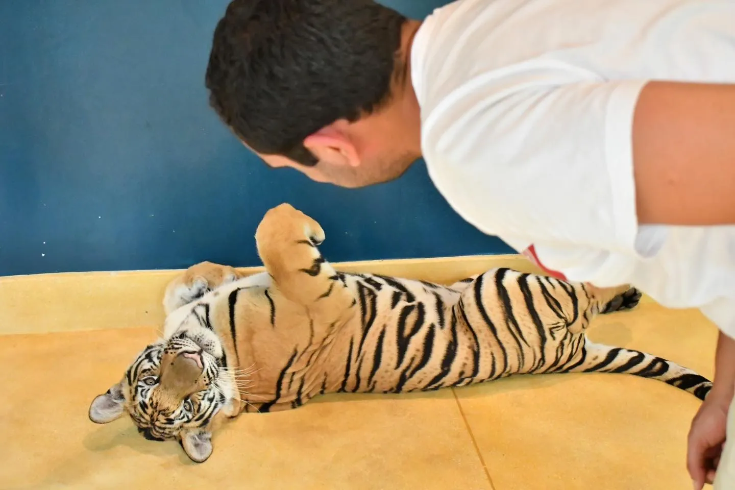 Tiger Park Phuket