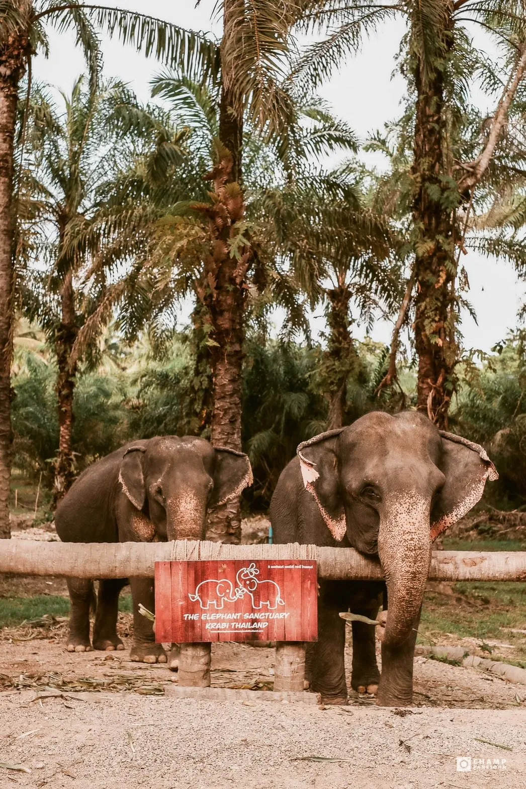 The Elephant Sanctuary Krabi Ticket