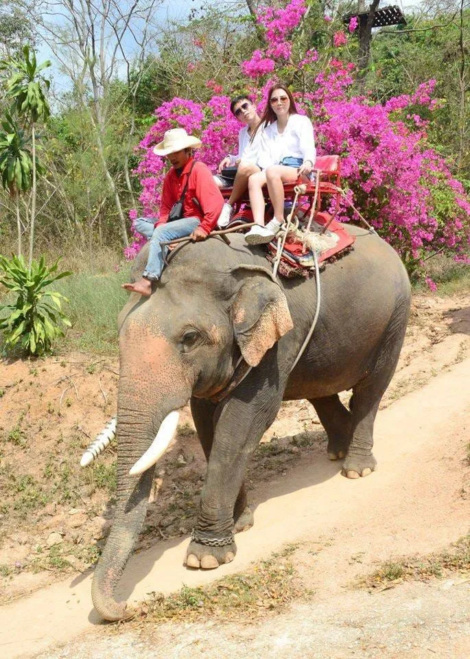 Chang Thai Thappraya Safari Pattaya Tickets