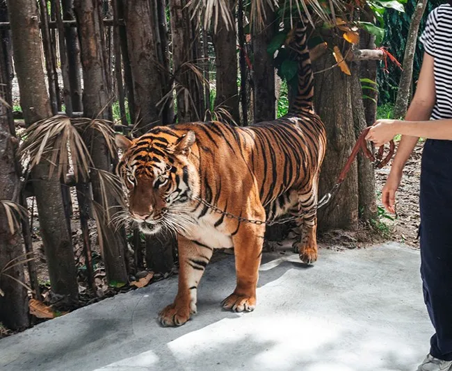 Sriracha Tiger Topia Tour
