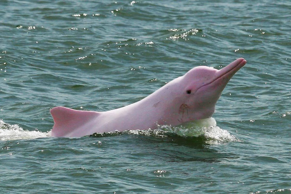 Pink Dolphin-Koh Tan-Koh Mudsum Island Tour Ticket