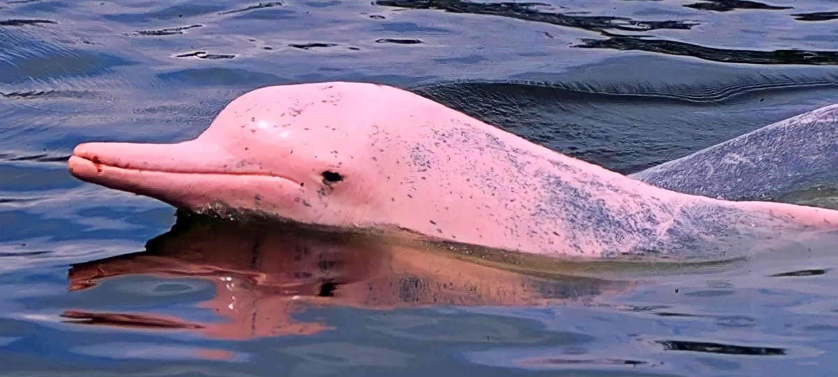 Thailand Pink Dolphin