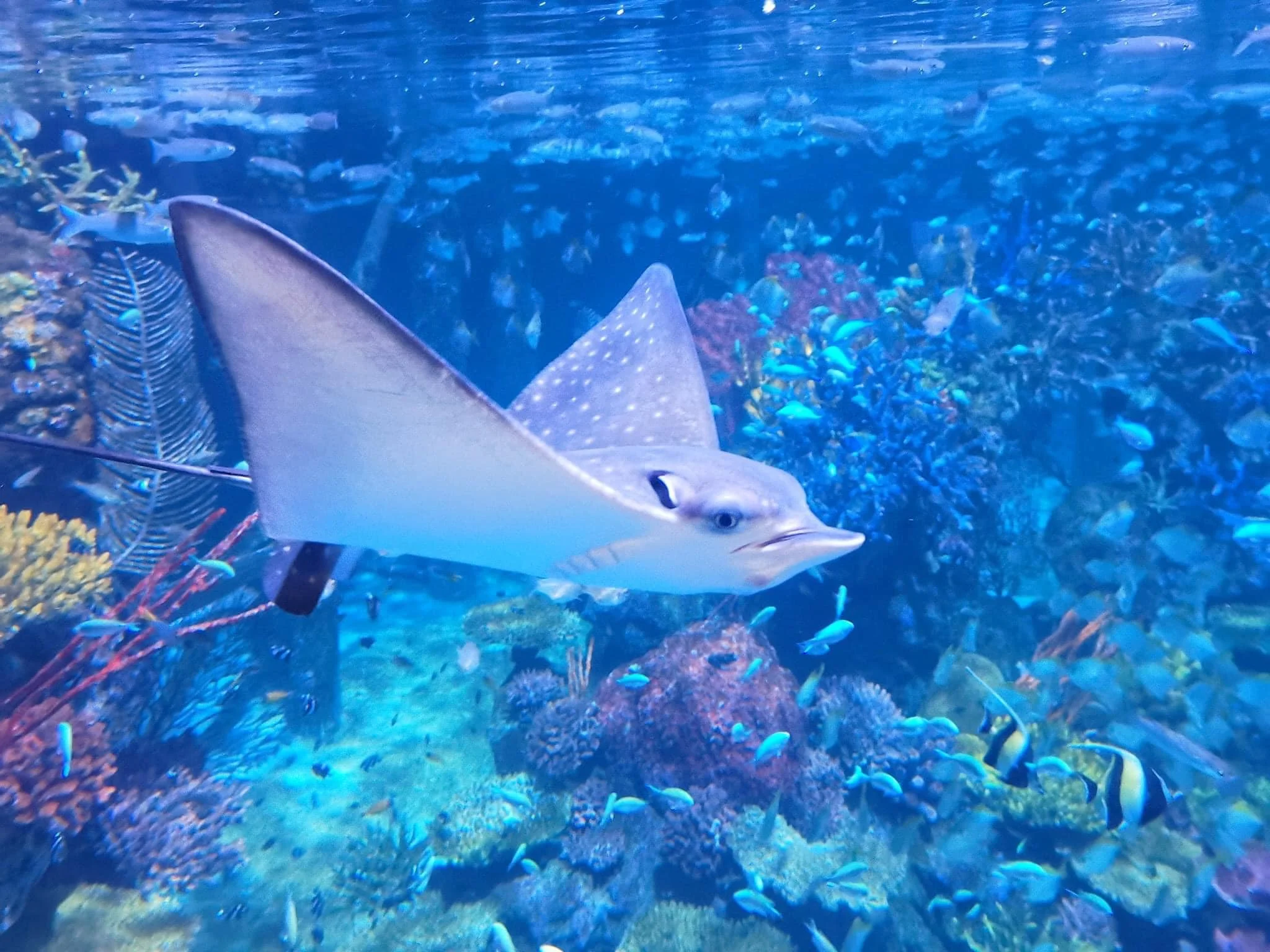 Aquaria Aquarium Thailand