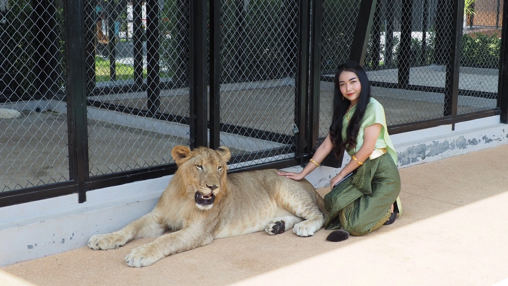 Lion Land Phuket: Your Ultimate Guide to an Unforgettable Big Cat Experience