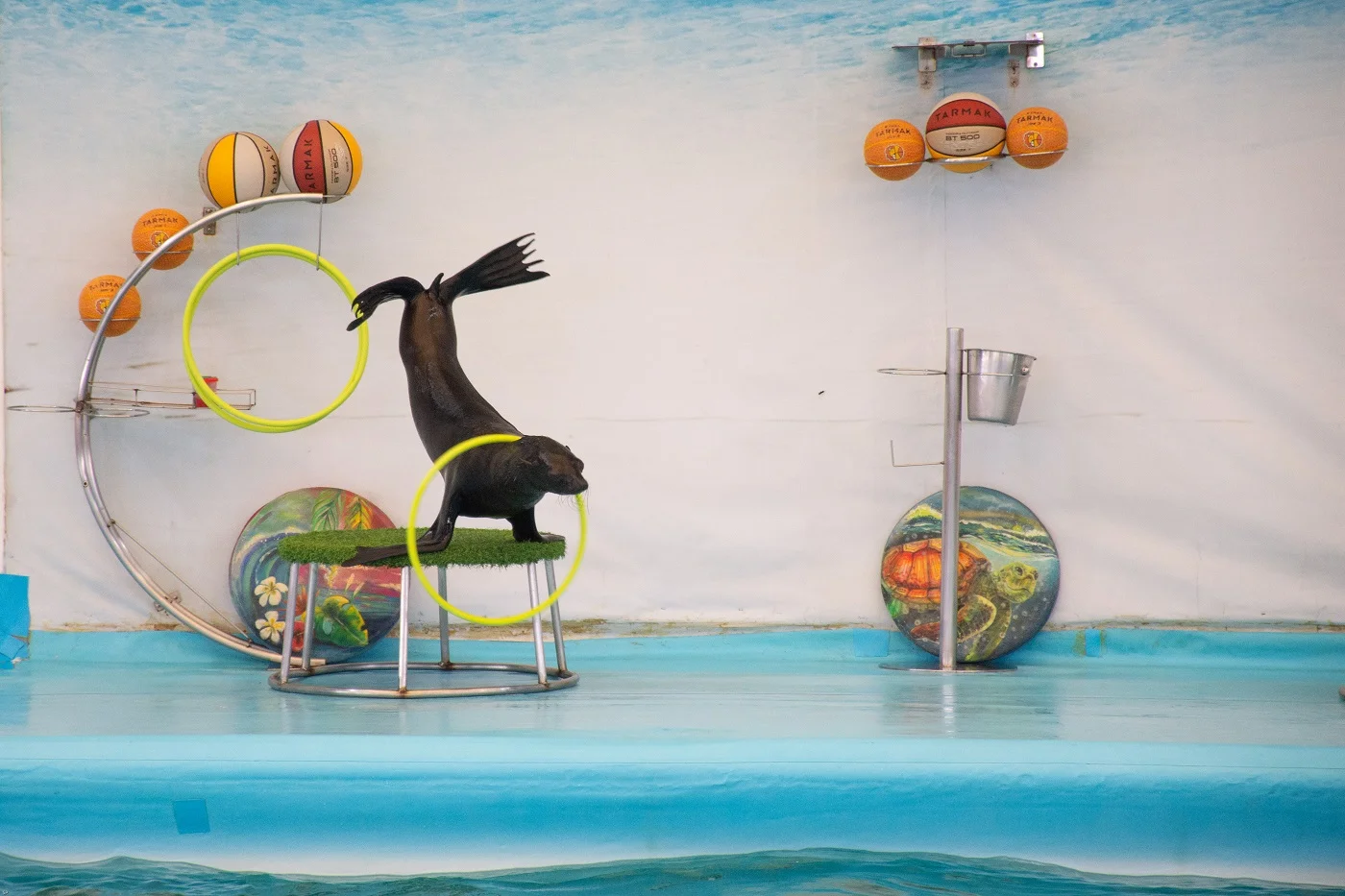 Best Dolphins Show Thailand