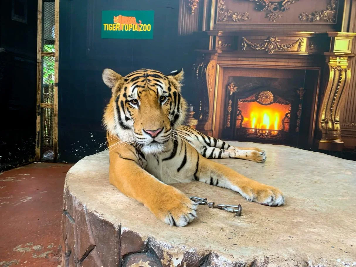 Tiger Topia Sriracha  Zoo Ticket