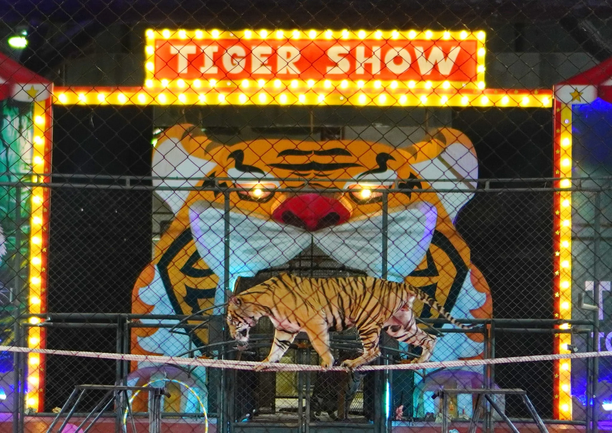 Tiger Show at Sriracha Zoo