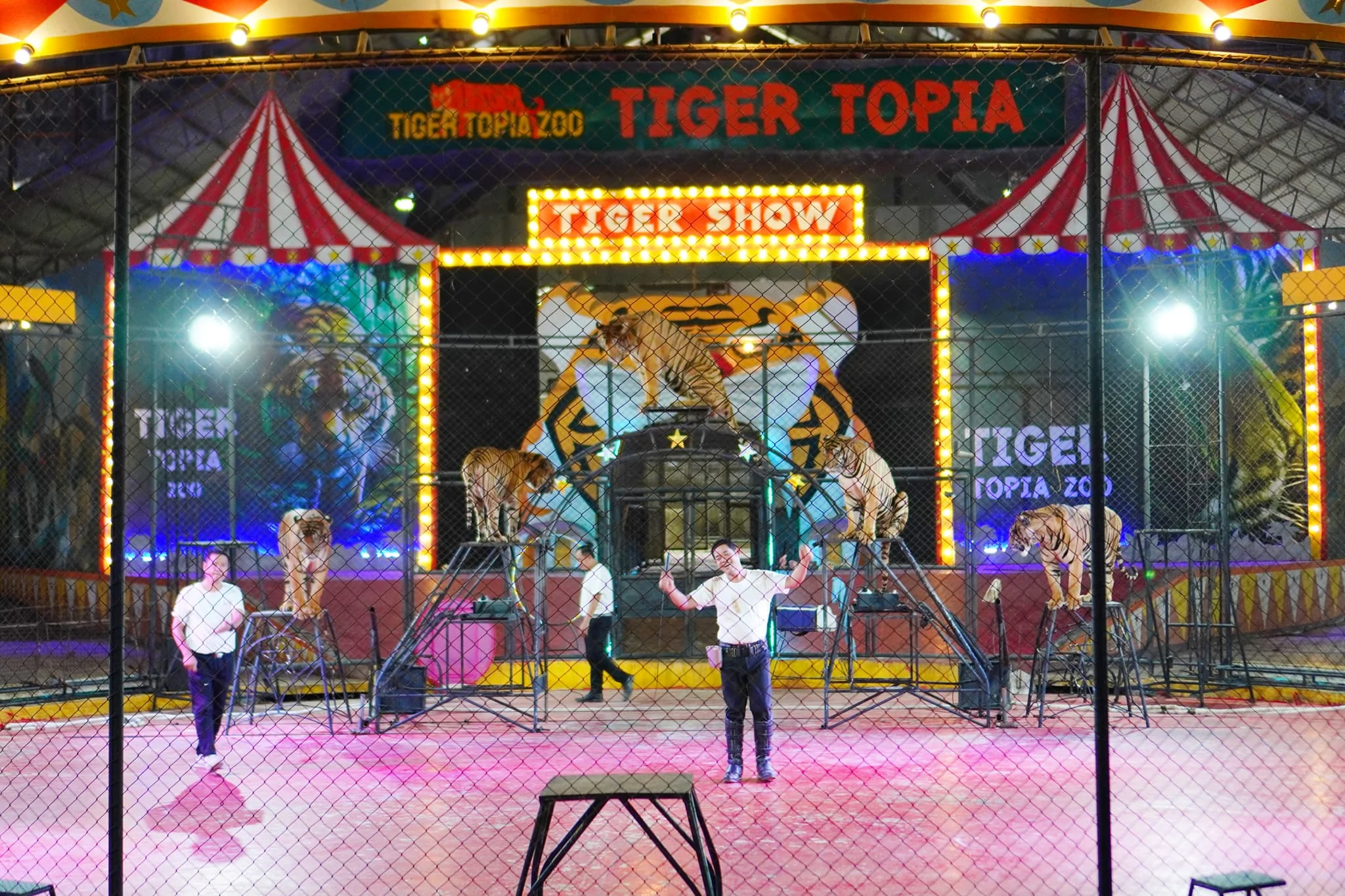 Tiger Topia Zoo Thailand