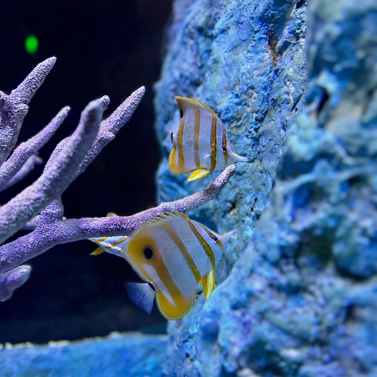 Pattaya Underwater World
