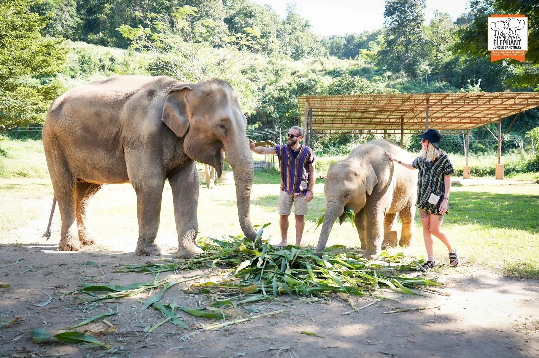 Elephant Sanctuary In Thailand
