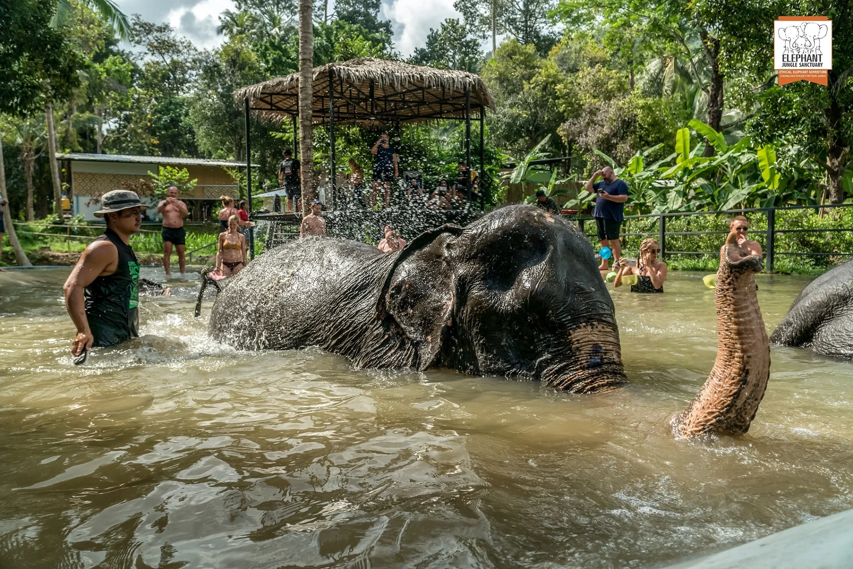 Elephant Sanctuary Tour Koh Samui