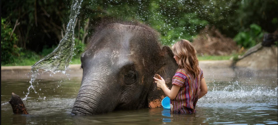 Elephant Jungle Sanctuary Samui Ticket