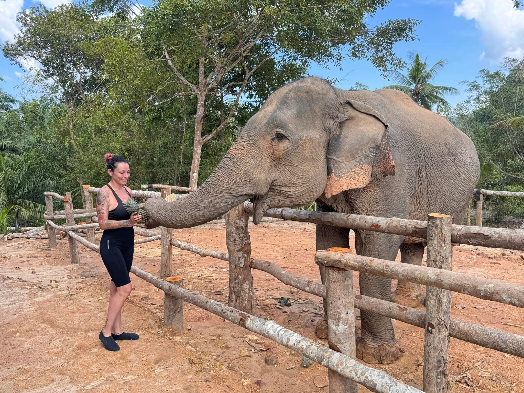 Krabi Elephant Tour