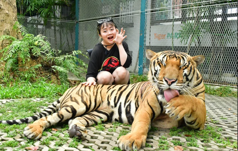 Tiger Park Pattaya: The Perfect Addition To Your Thailand Itinerary