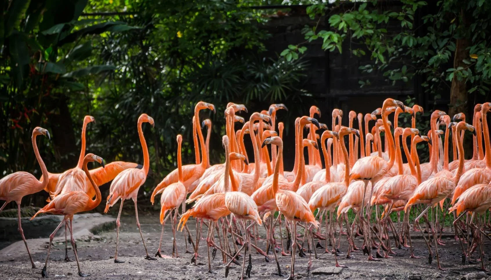 Bangkok Tour Package with Safari World & Chao Phraya Dinner Cruise