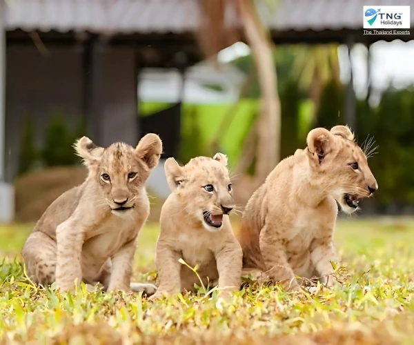 Complete Guide To Lion Land Phuket: A Mini Zoo In Phuket