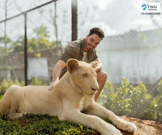 Family Fun at Lion Land Phuket: A Perfect Day Out